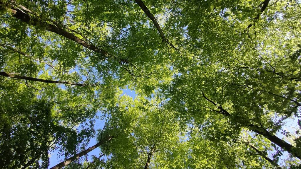 Balade sensorielle et ludique